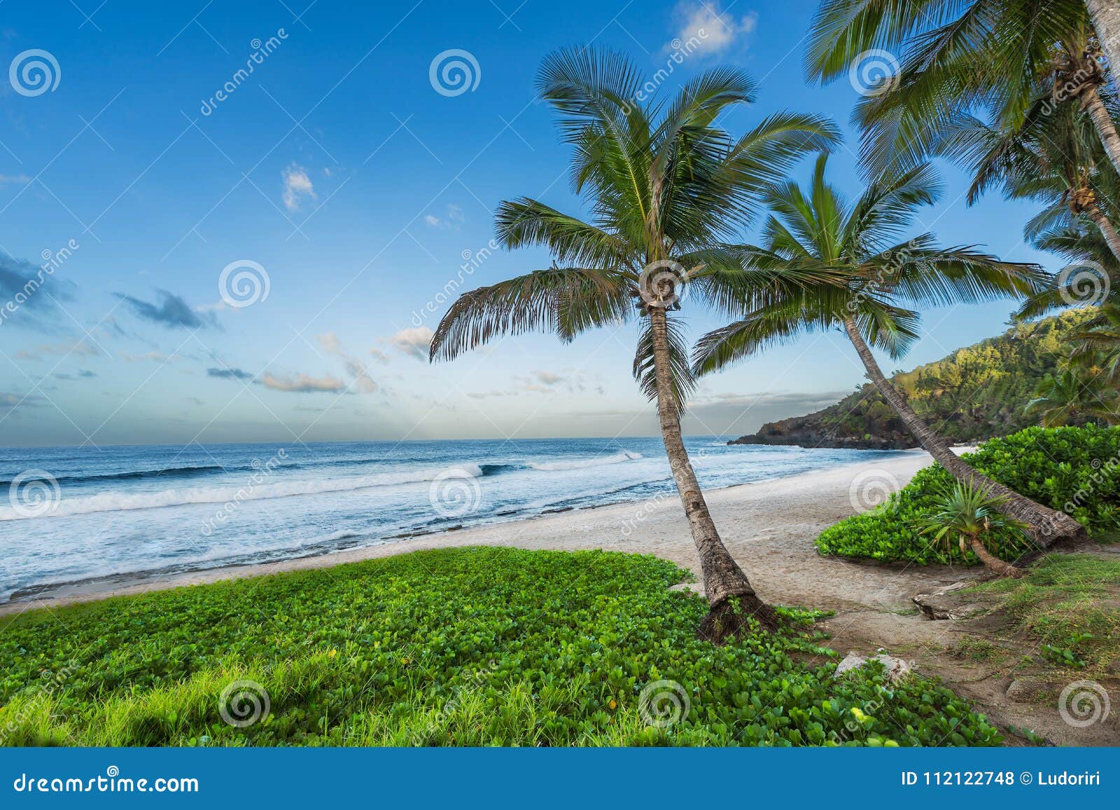 Grand Anse Beach with Palm Tree , Reunion Island Stock Photo Image of ornam, delonix 112122748
