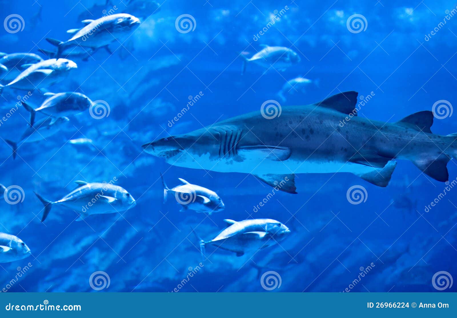 Grand aquarium normal photo stock. Image du aquatique 26966224