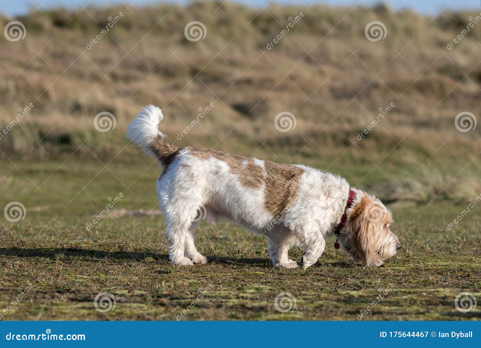 grand basset griffon vendeen hound dog picking up the scent