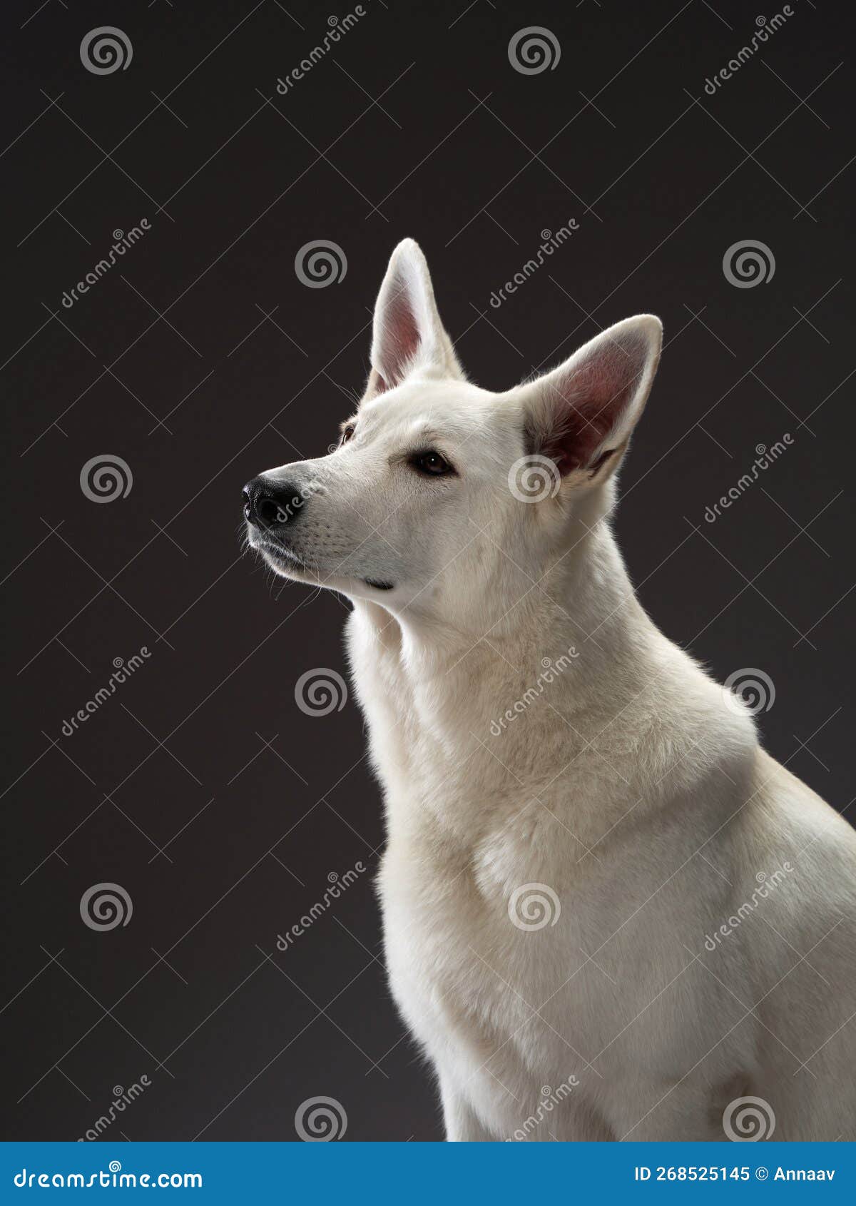 Grand Berger Suisse Blanc Sur Fond Noir. Chien Dans Le Studio Image