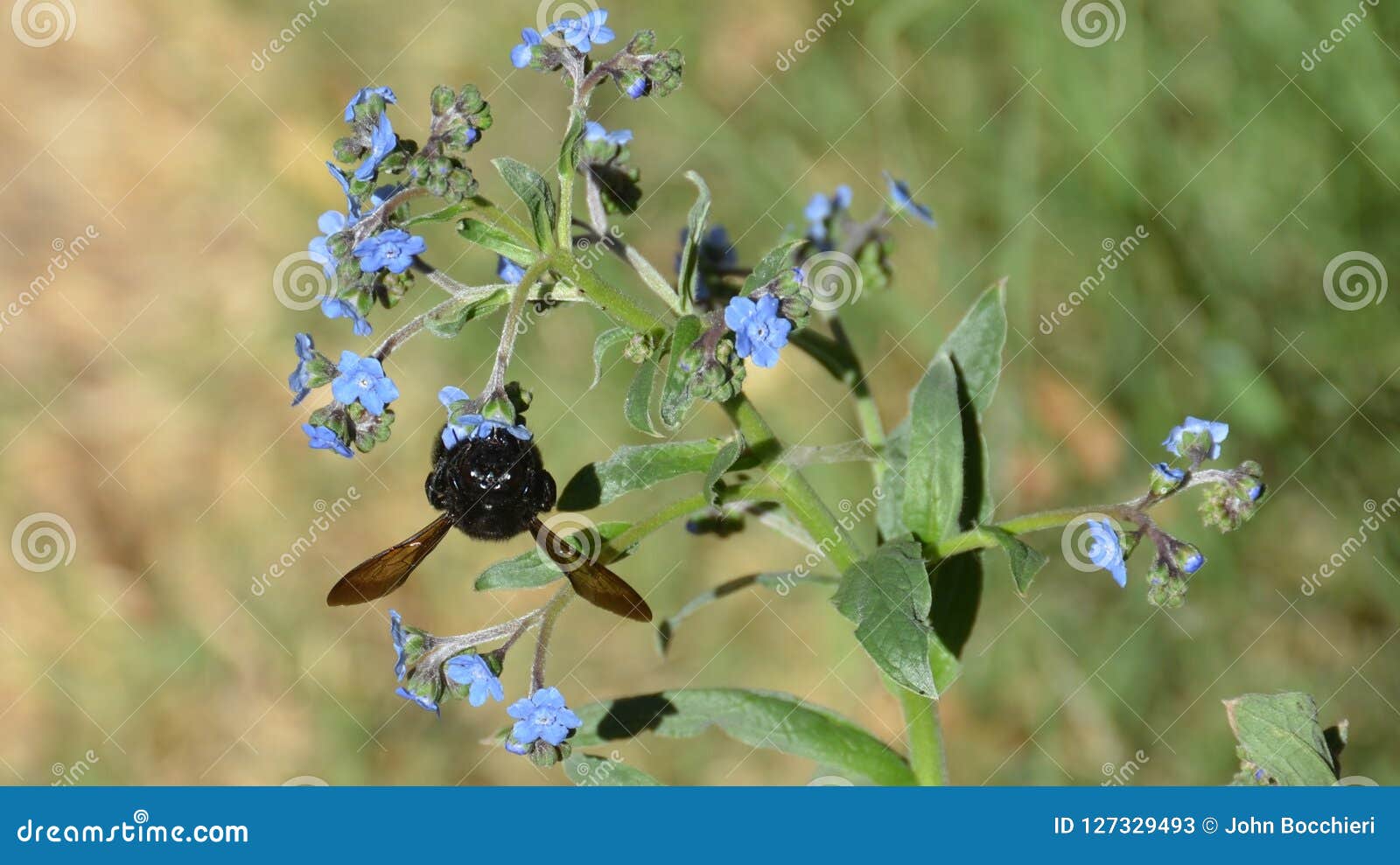 Grand Bourdon Noir Sur La Fleur Bleue Image stock - Image du alimenter ...