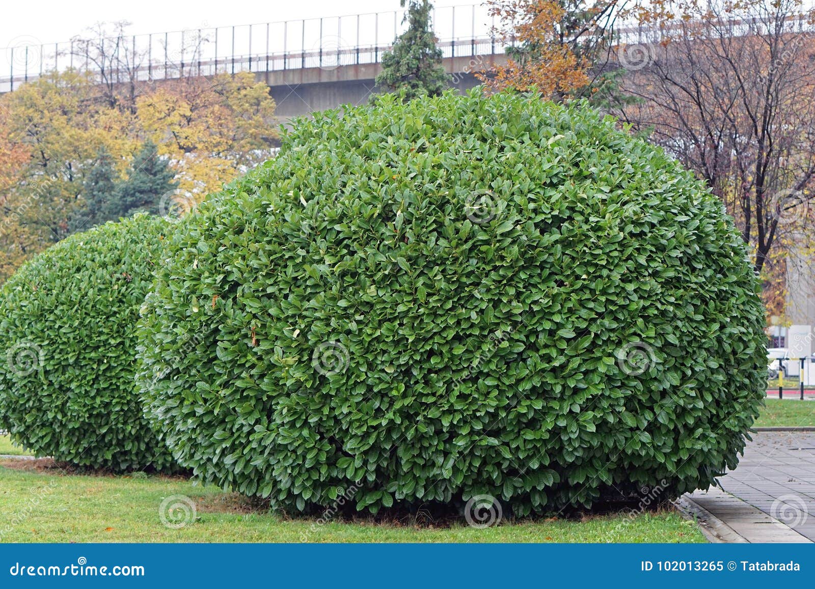 Grand buisson image stock. Image du jour, vert, centrale 102013265