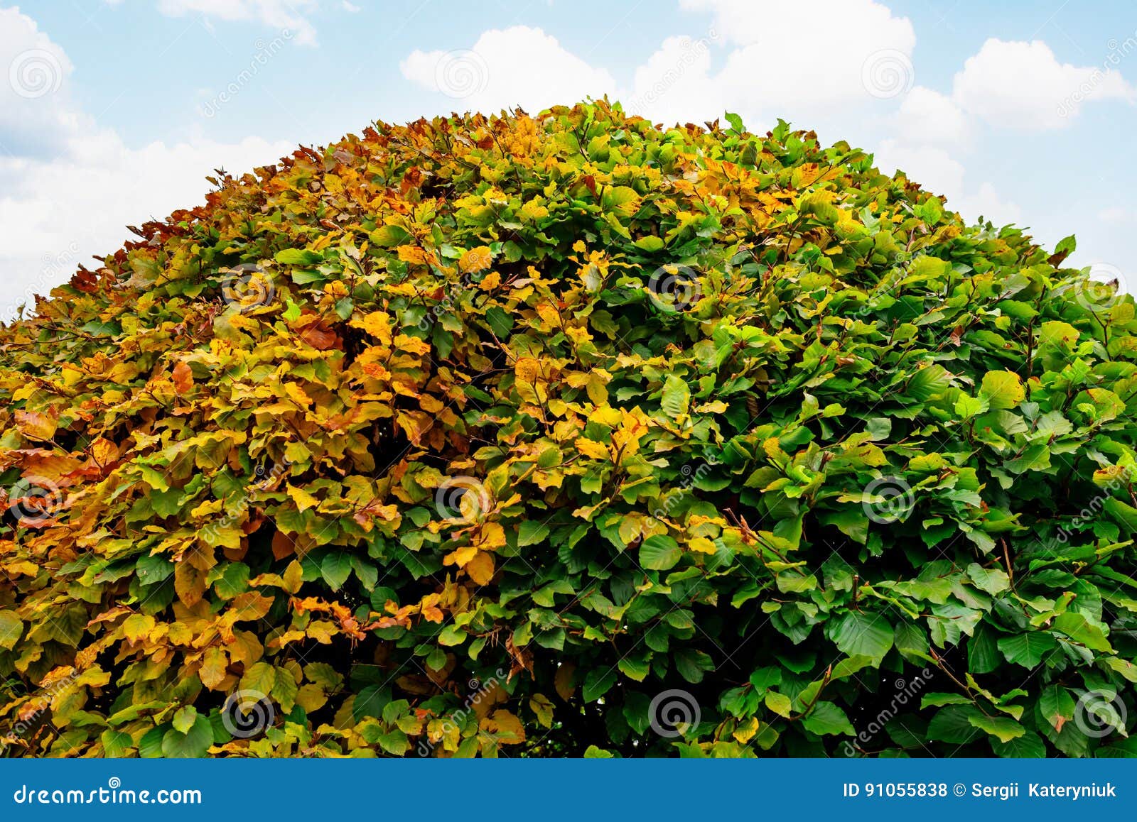 Grand Buisson Rond De Buis En Parc Photo stock Image du extérieur, centrale 91055838