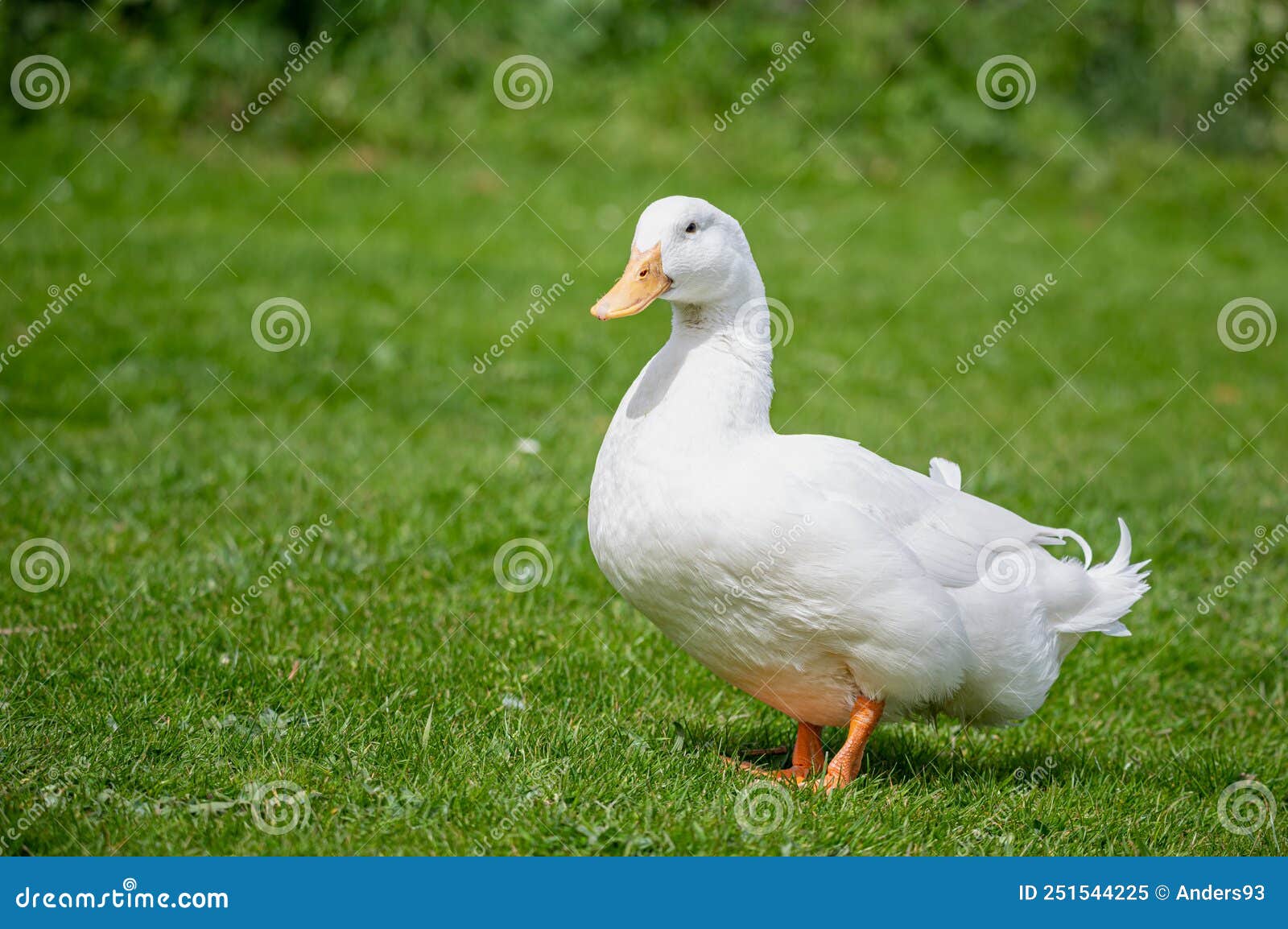 Le canard de Pékin - Anas peking