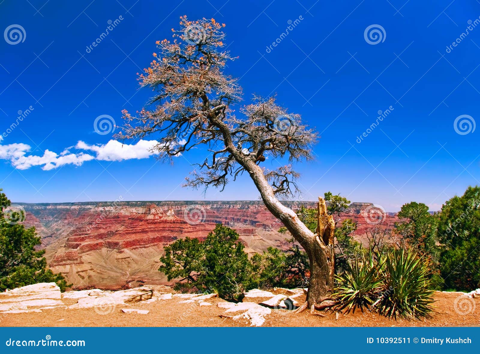 In Grand Canyon. The slopes of Grand Canyon. USA