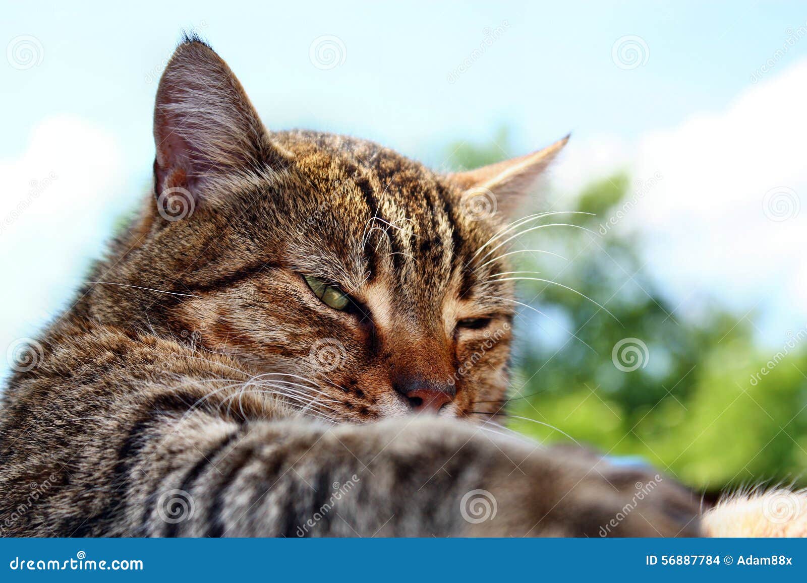 Grand Chat Bourre Drole Photo Stock Image Du Domestique