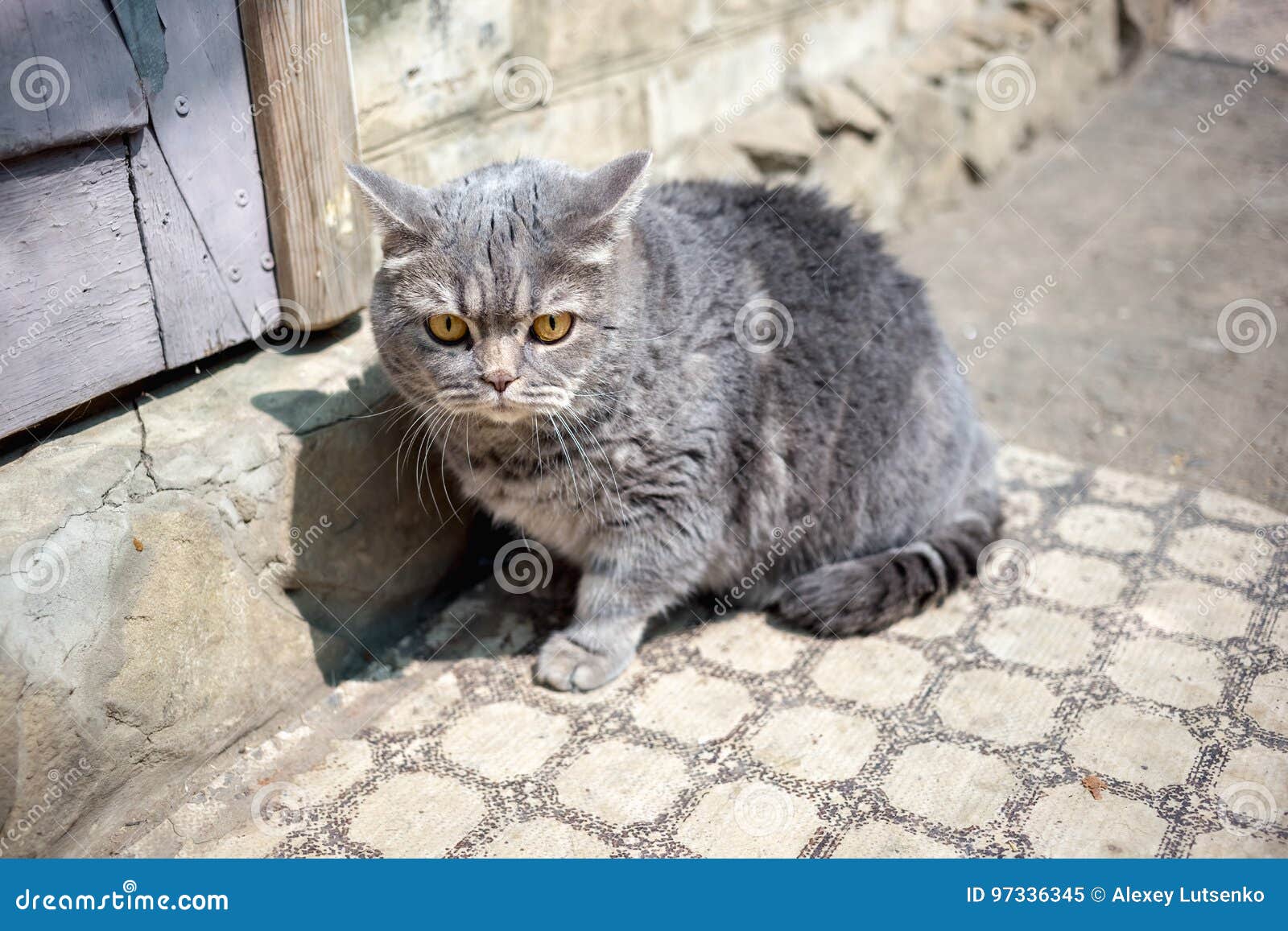 Grand Chat Gris Avec Les Yeux Oranges Image Stock Image Du