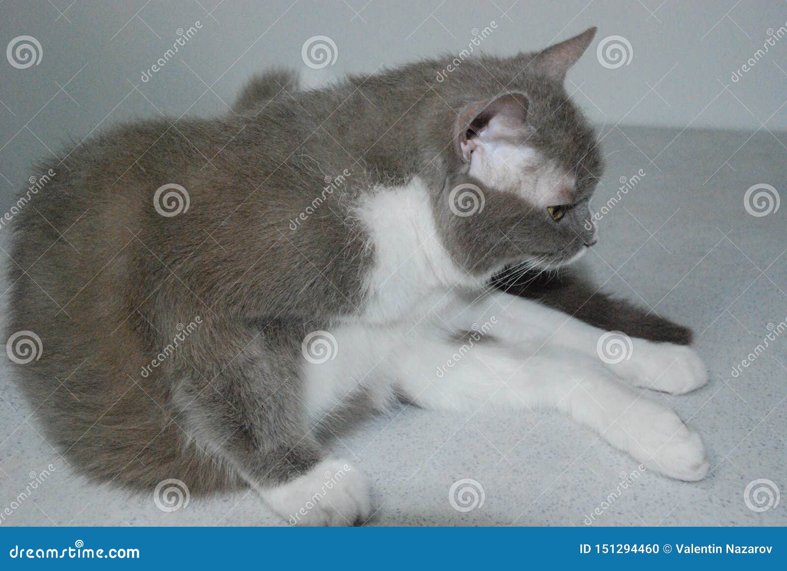 Grand Chat Gris Des Mensonges Et Des Poses Britanniques De Race Pour La Camera Photo Stock Image Du Beau Felin