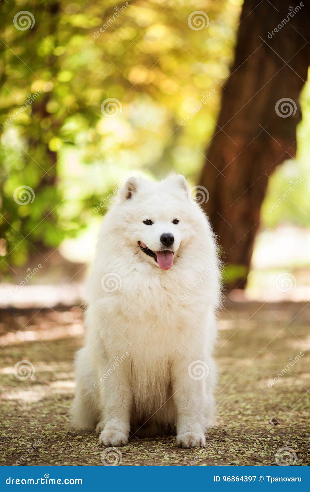 Grand Chien Blanc De Samoyed Image Stock Image Du Grand