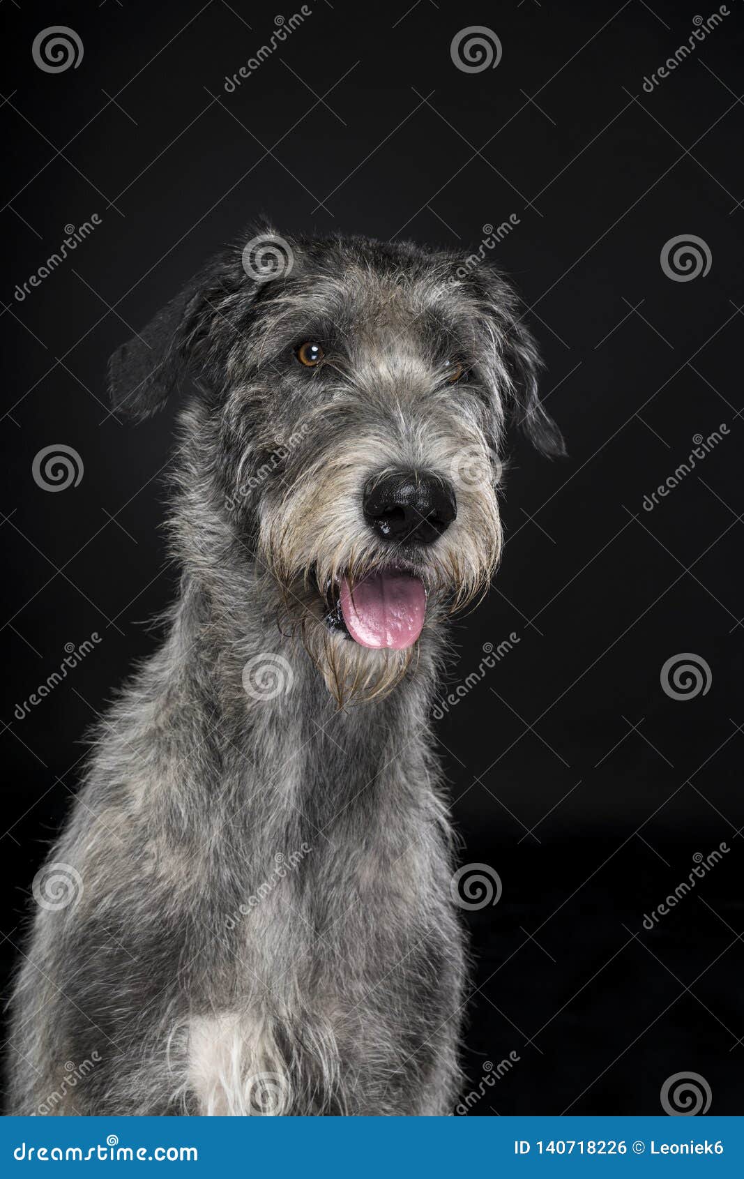 Grand Chien Gris De Chien Loup Irlandais Se Reposant