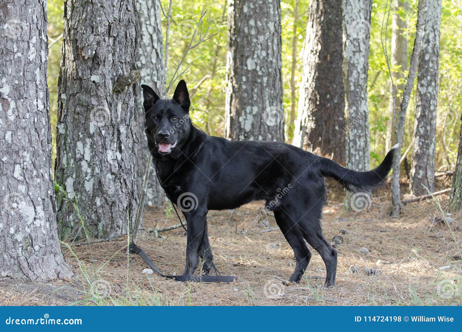 Grand Chien Noir De Race De Mélange De Berger Allemand