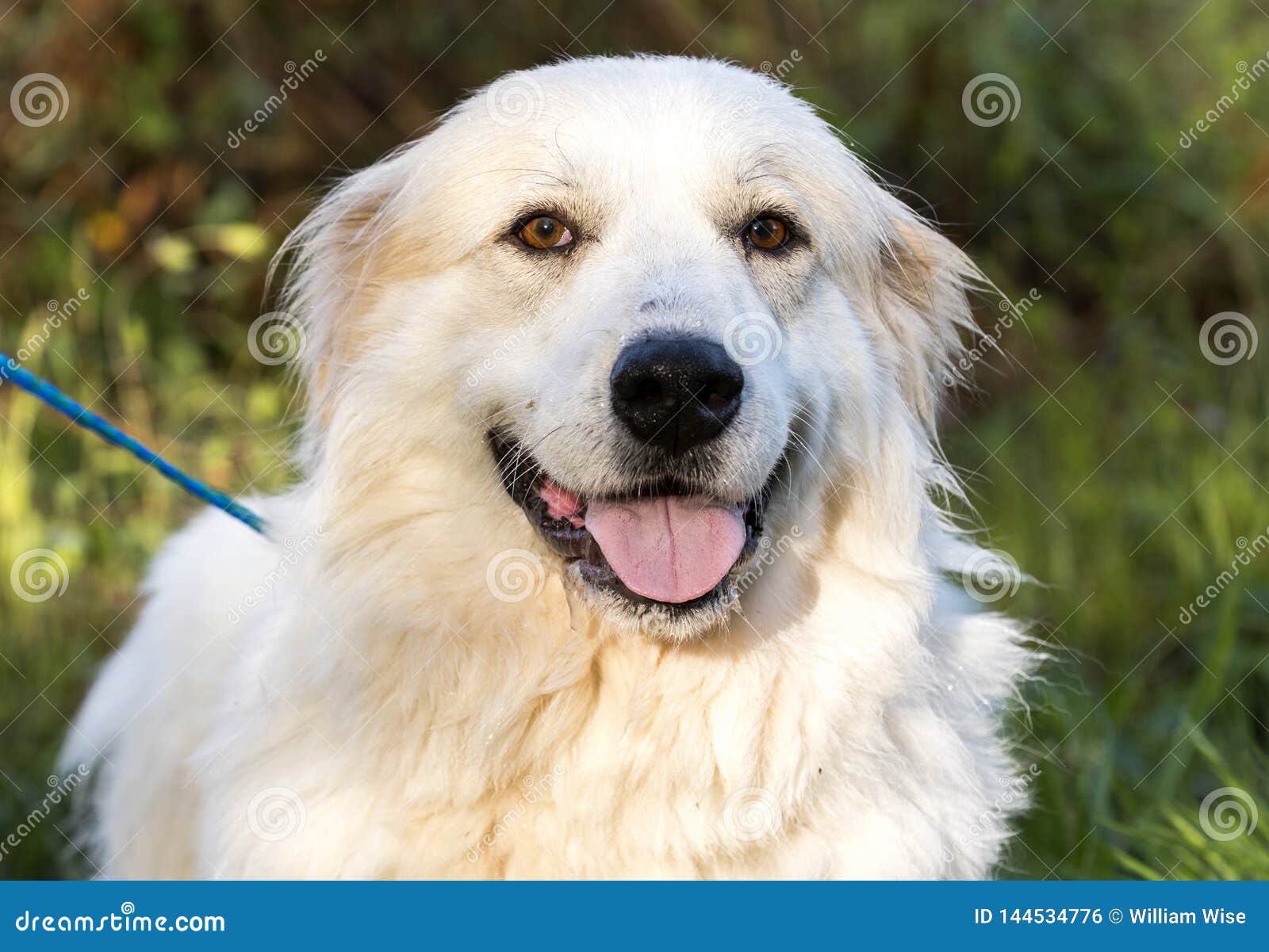 Grand Chien Pelucheux Blanc De Grands Pyrénées Photo Stock