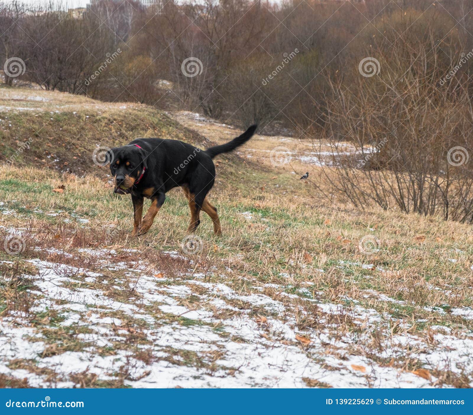 Grand Et Fort Rottweiler De Race De Chien Pour Une Promenade