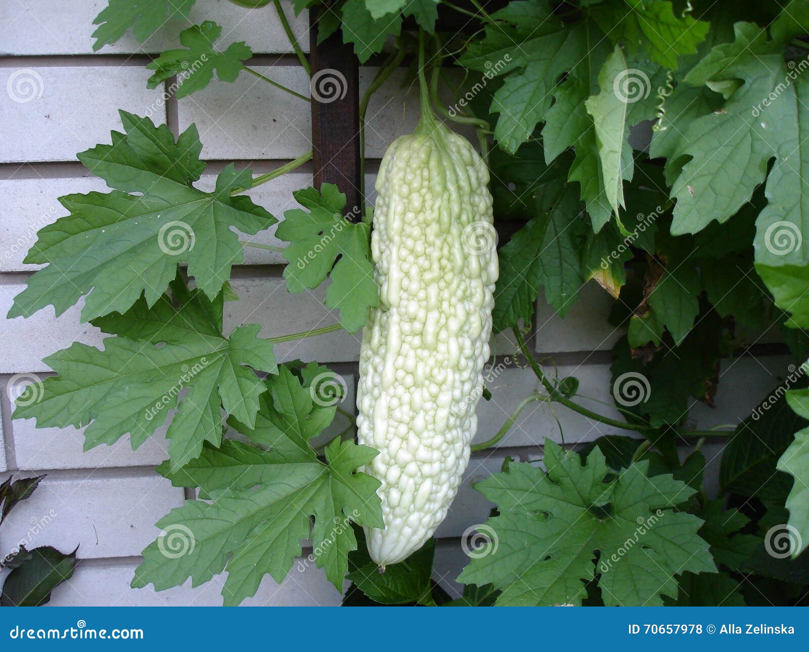 Grand Fruit Exotique Vert Dans Le Jardin Photo stock Image du cerises