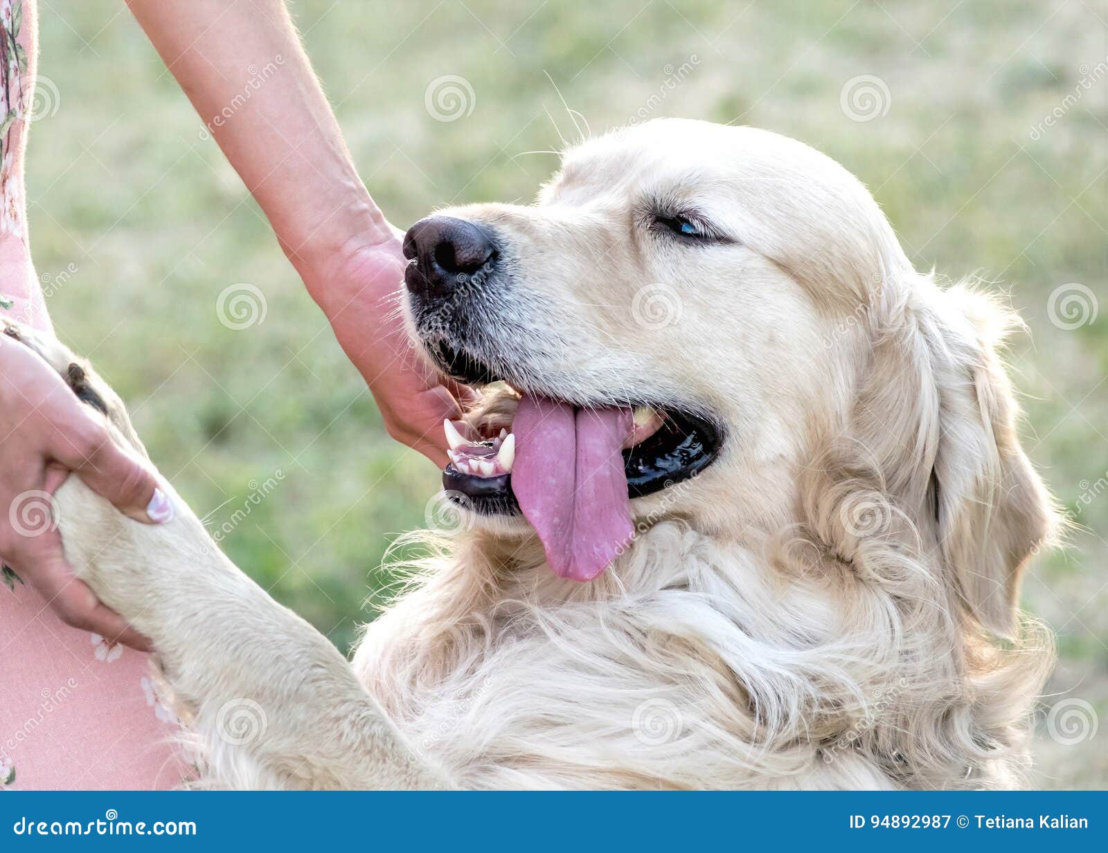 Grand Golden Retriever Heureux De Chien Avec Le Grand Sourire Et ...