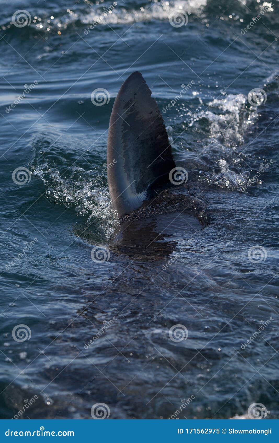grand requin blanc carcharodon carcharias