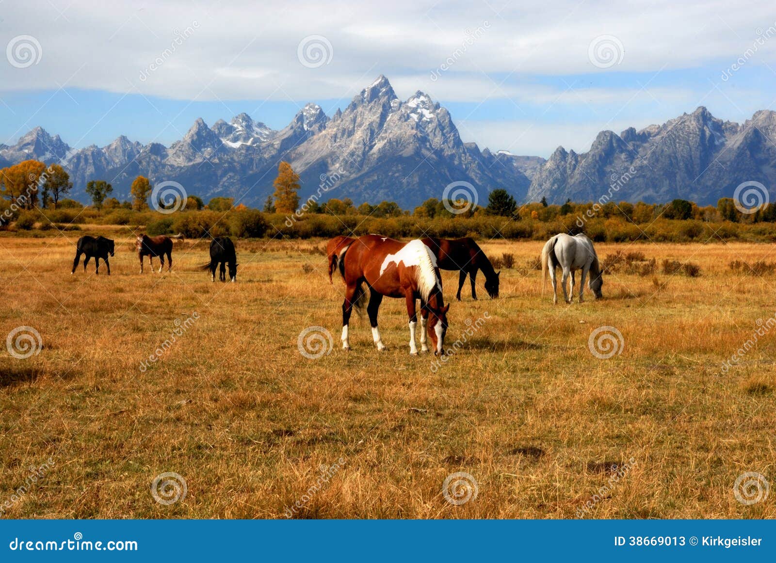 grand teton horse ranch