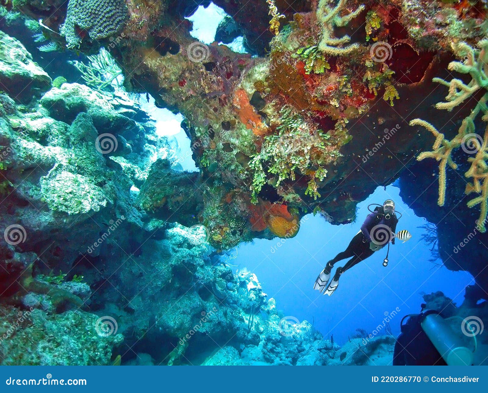 a grand turk scuba diver enjoys the lush coral reefs