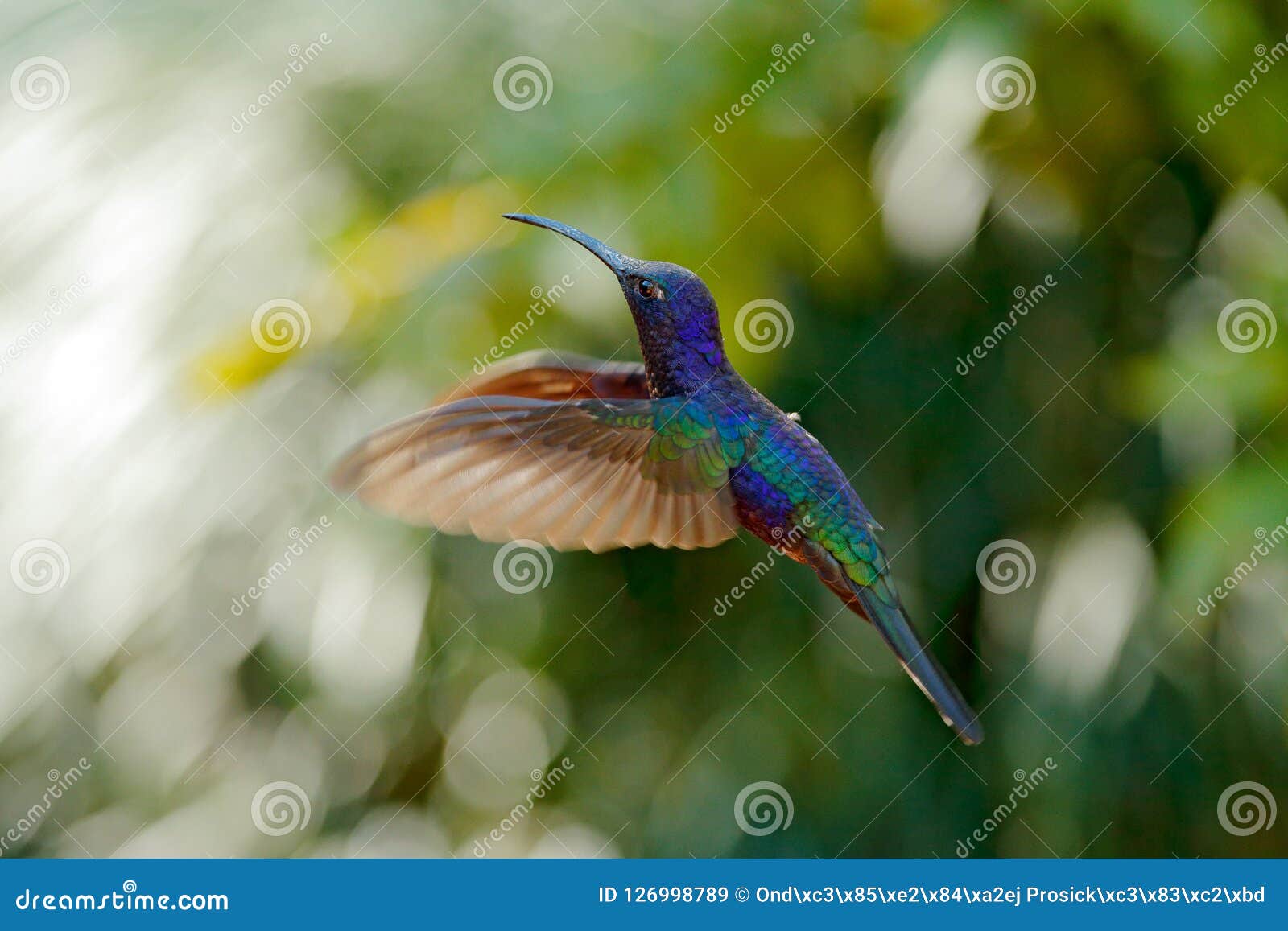 Grand Vol Bleu De Violet Sabrewing De Colibri à Côté De