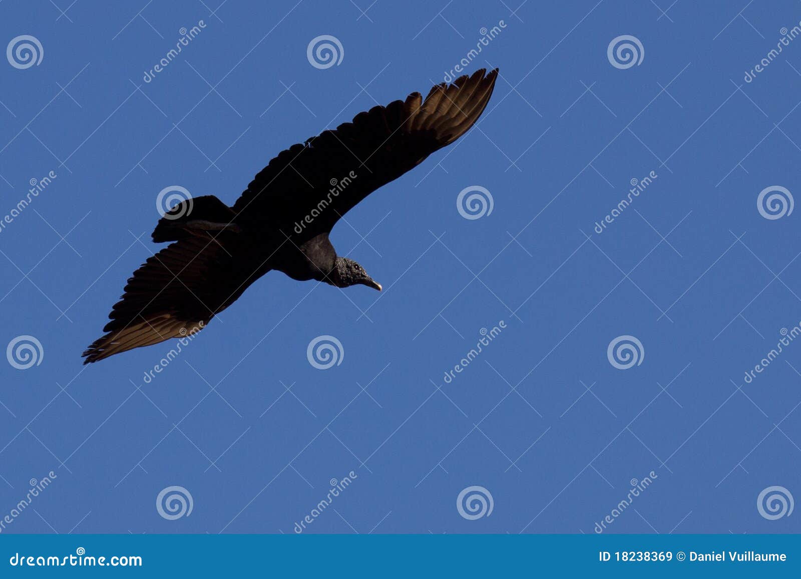 Grand Vol Noir Doiseau Image Stock Image Du Cloudless