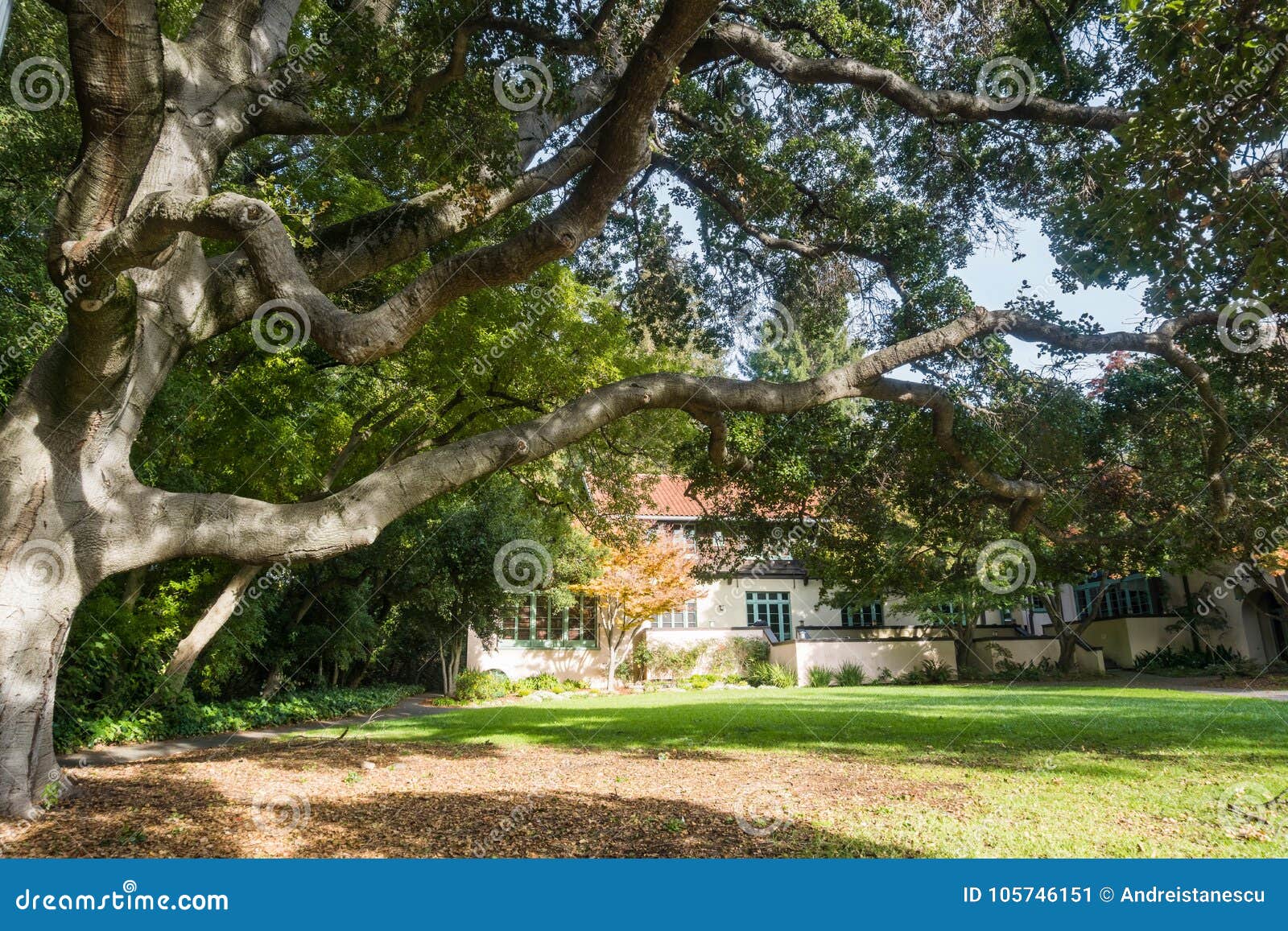 Grande árvore De Carvalho Verde Americano Na Frente Da Casa Do Clube Do  Estudante No Terreno Da Faculdade Imagem de Stock - Imagem de berkeley,  américa: 105746151