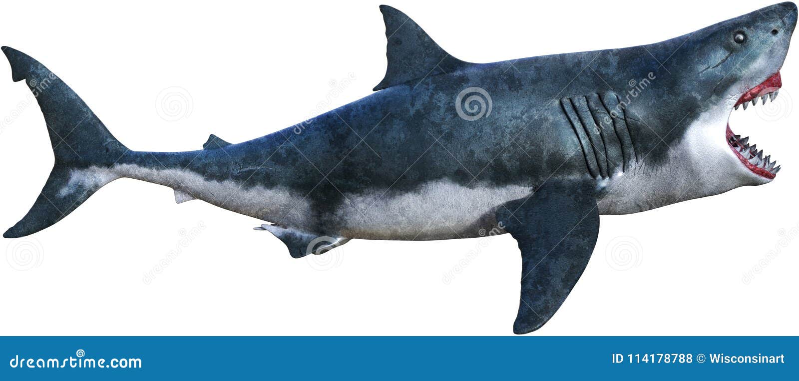 machoire requin stock illustrations vecteurs clipart 33 659 coloriage nettoyer le chat