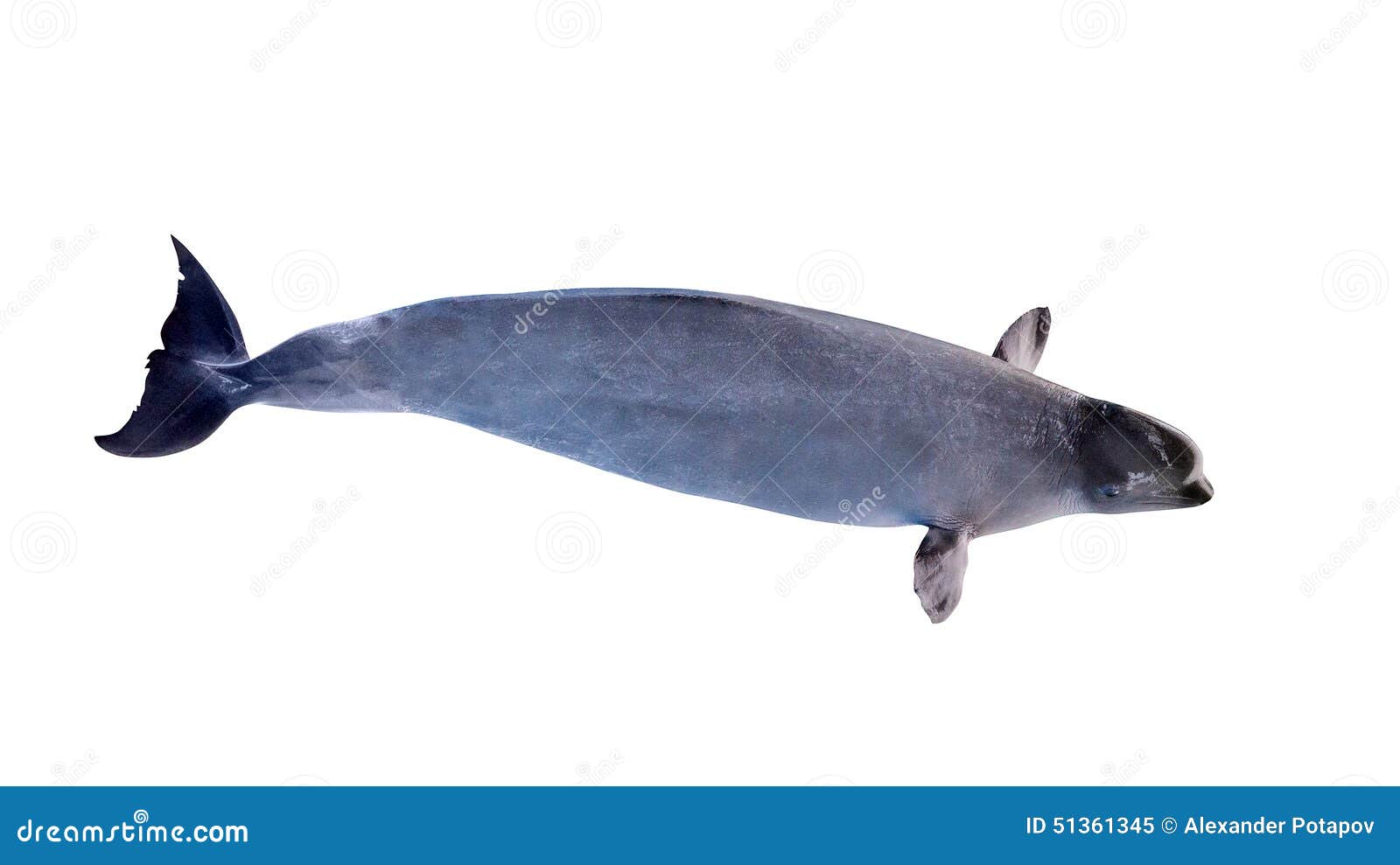 Grande Baleine Blanche D'isolement Image stock Image du intelligence, nature 51361345