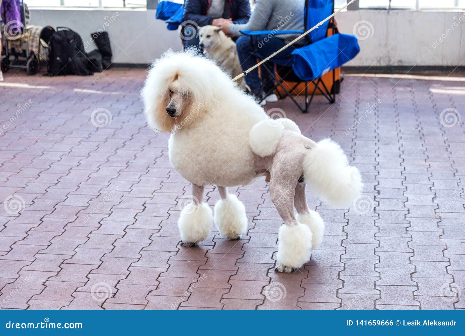 Grande Barboncino Bianco Incantante Con Bello lio Di Capelli D Avanguardia All Esposizione Canina Fotografia Stock Immagine Di Capelli Background