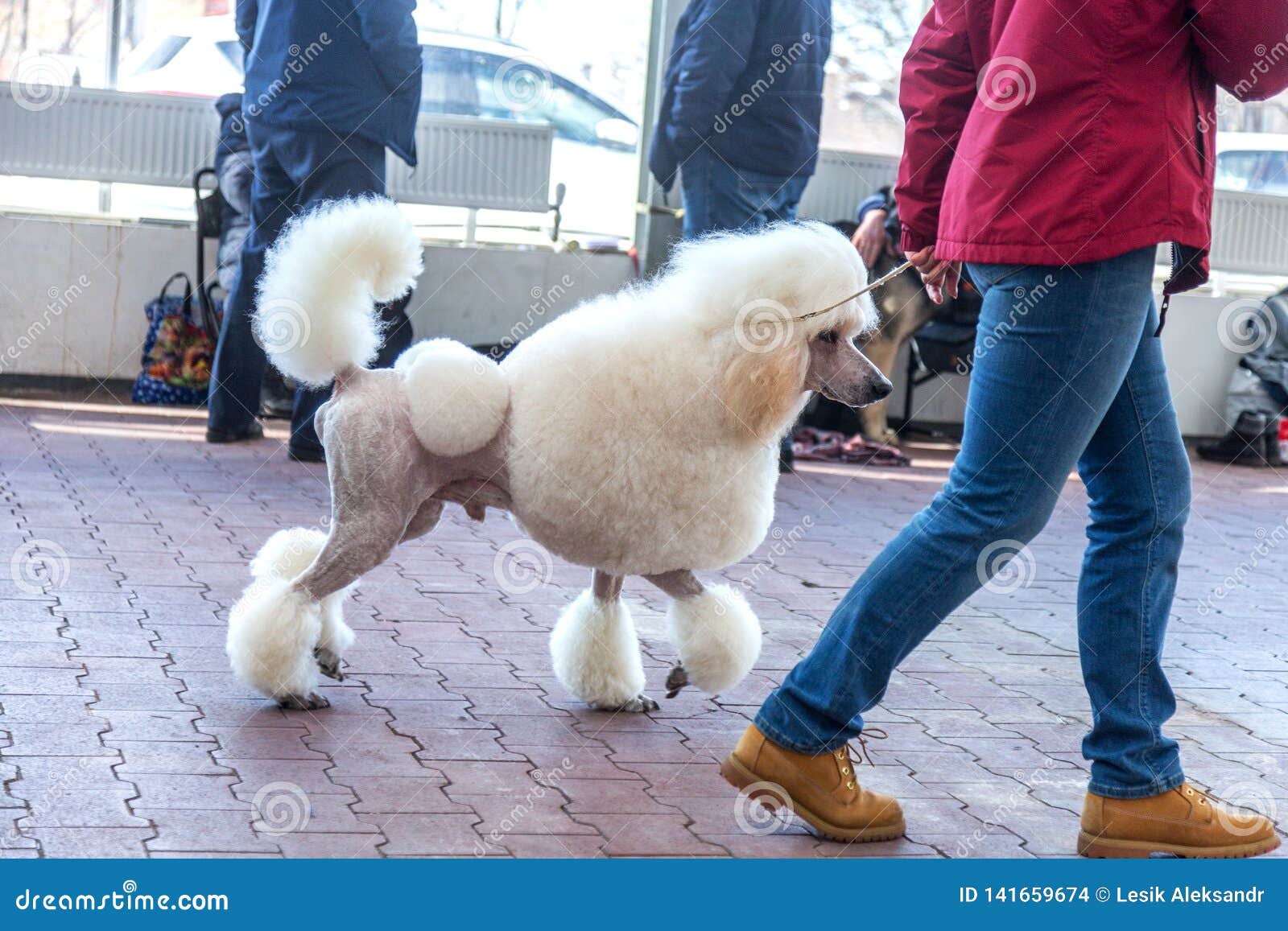 Grande Barboncino Bianco Incantante Con Bello lio Di Capelli D Avanguardia All Esposizione Canina Fotografia Stock Immagine Di Bellezza Governare