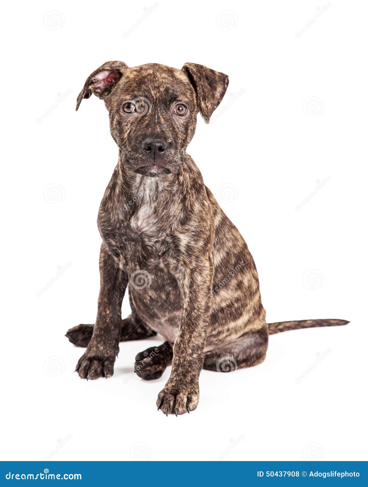 Grande Cão De Cachorrinho Rajado Adorável Da Raça Foto de Stock