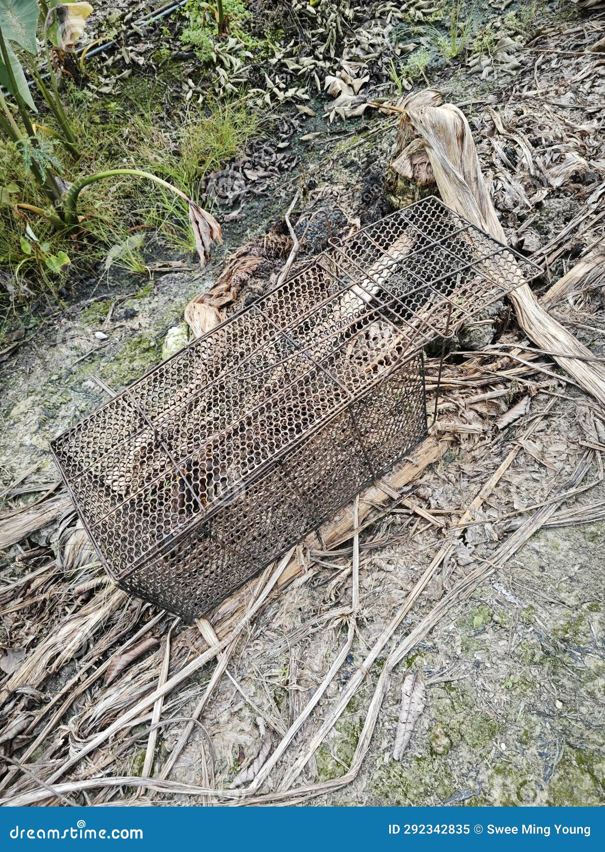 Grande Cage De Piège Métallique Animale Rouillée à La Ferme. Image stock -  Image du amorce, vide: 292342835