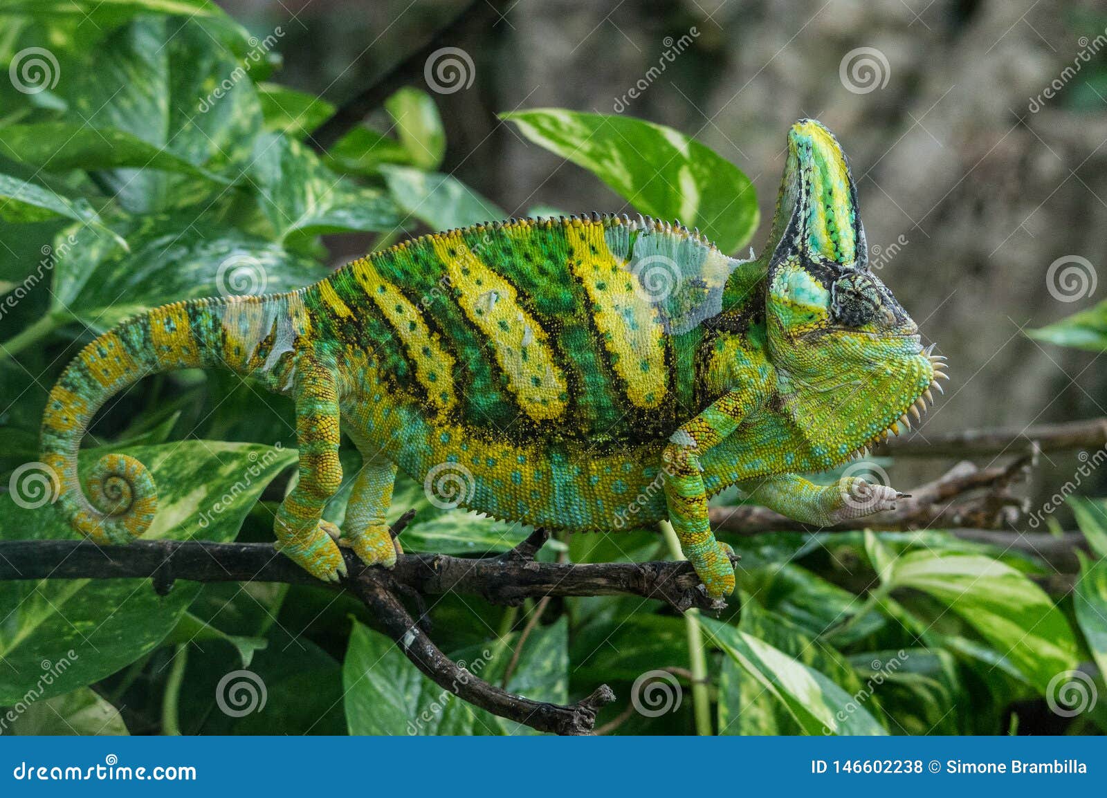Grande Camaleonte Di Colore Verde E Giallo Fotografia ...