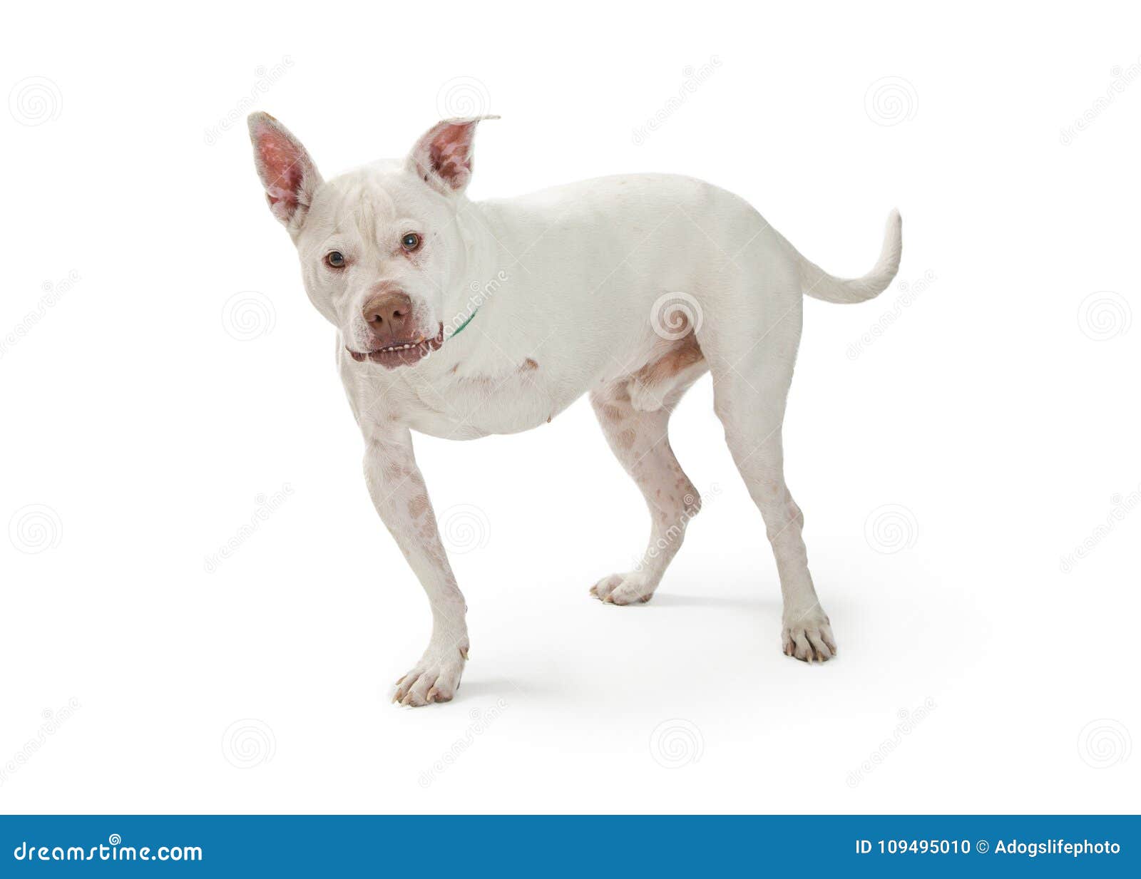 Grande Cane Con La Gamba Amputata Fotografia Stock Immagine di