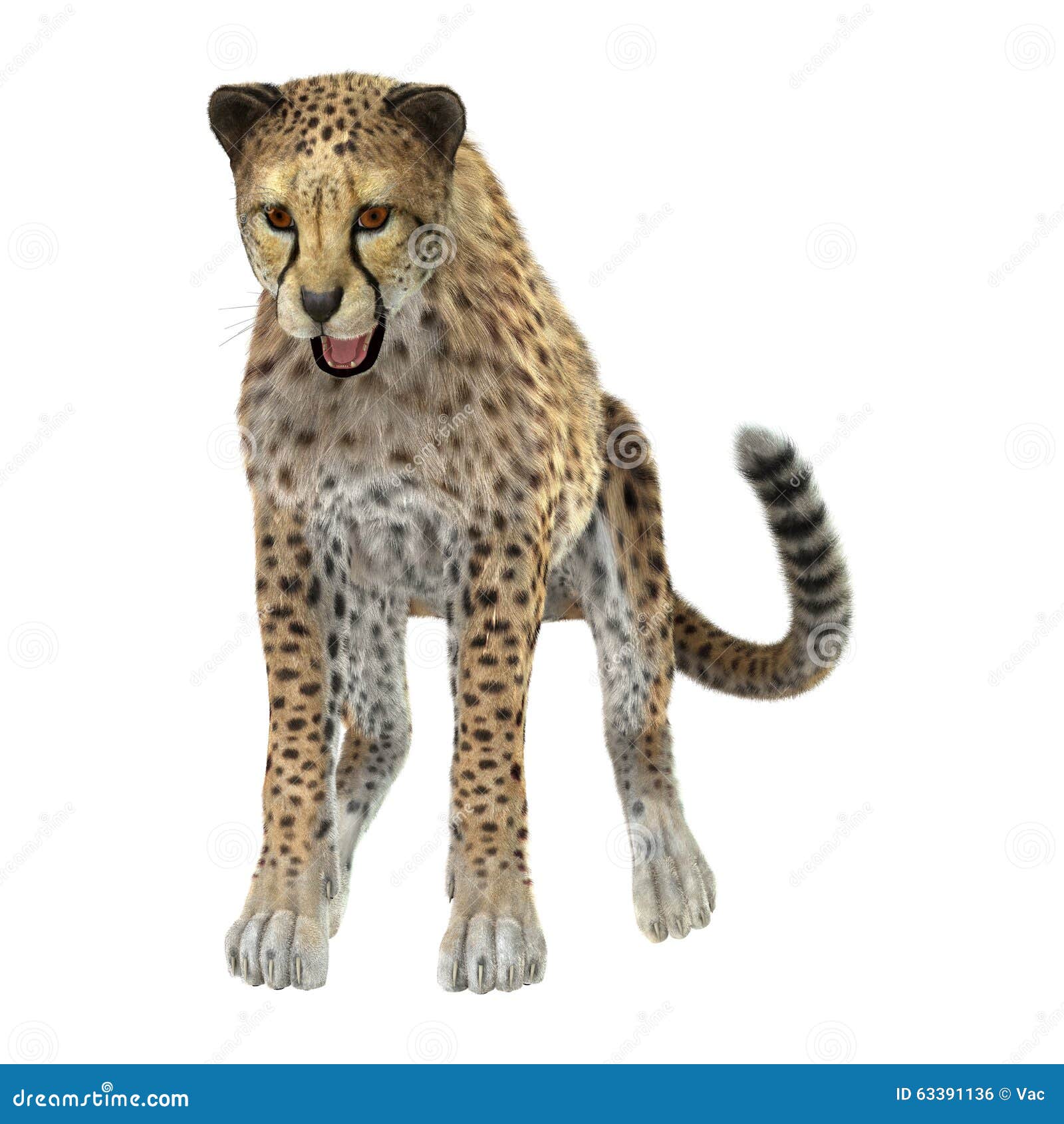 Grande Cat Cheetah photo stock. Image du rapide, isolement - 63391136