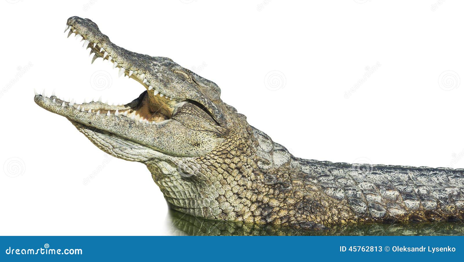 Crocodilo Bonito Com Birdie Na Boca Aberta Larga, Ilustração