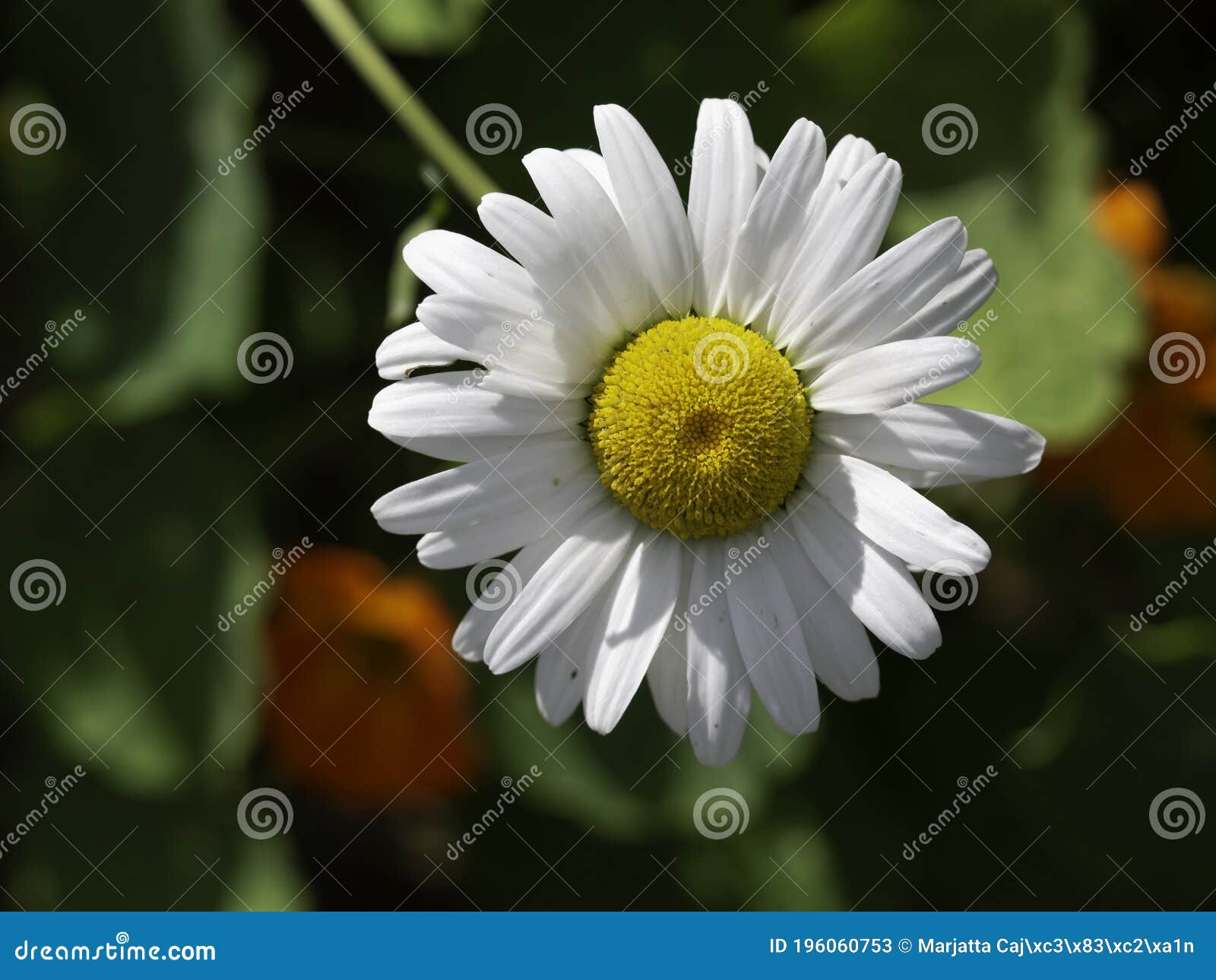 Fiore Simile A Una Grande Margherita Grande E Bella Cerniera Di Fiori Di Margherita Immagine Stock