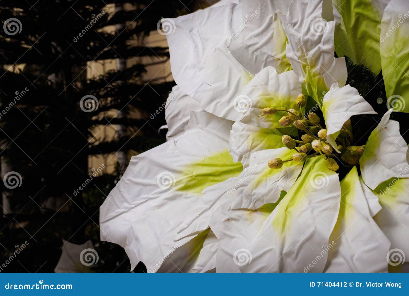 Grande Fleur Artificielle De Poinsettia Photo stock - Image du ornement,  joyeux: 71404412