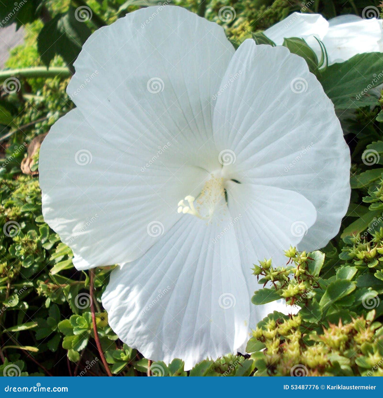 Grande fleur blanche photo stock. Image du paysage, jardinage - 53487776