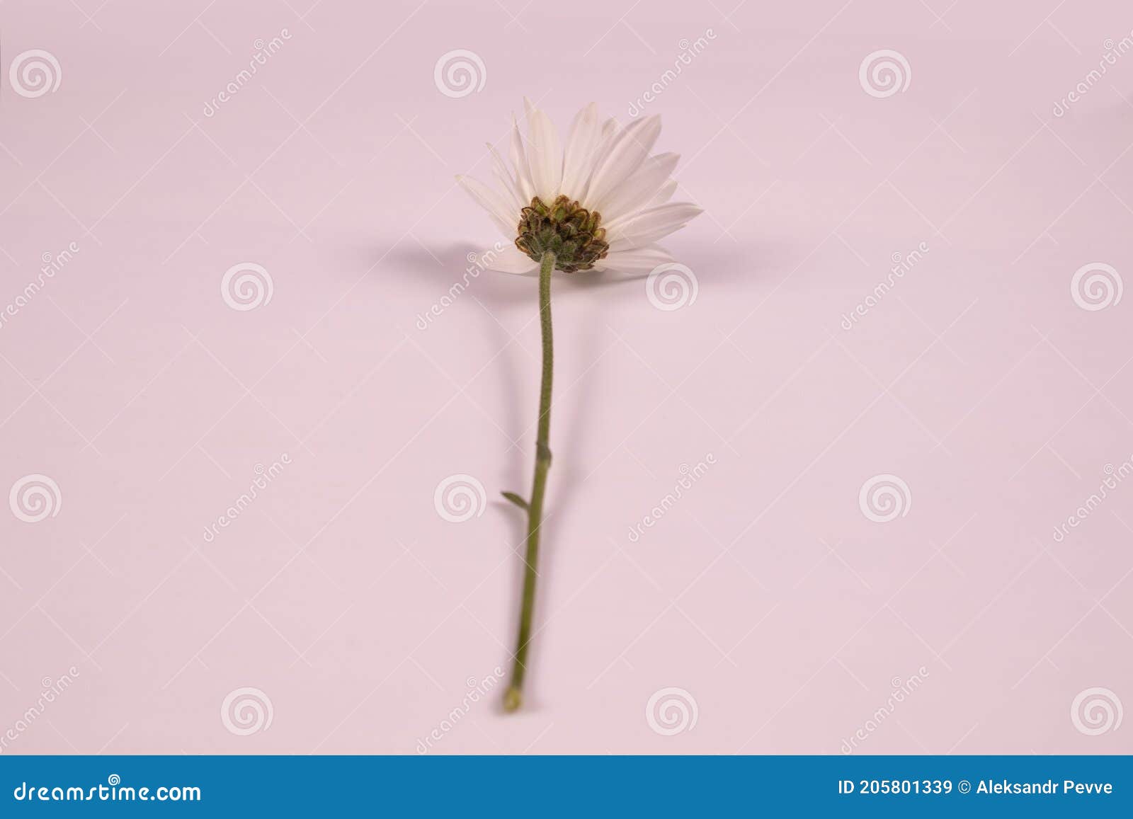 Grande Fleur Blanche De Camomille Sur Une Tige Courte Sans Vue Inférieure  De Feuilles Image stock - Image du nature, beau: 205801339