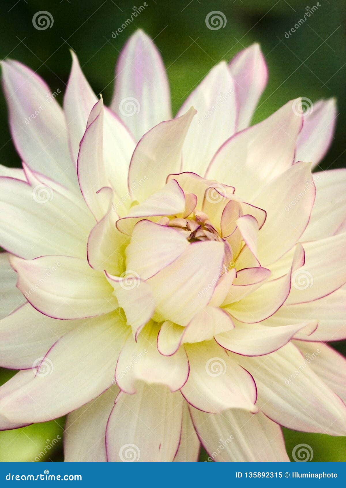 Grande Fleur Blanche De Dahlia De Plat De Dîner Avec Les Pétales Bordés  Roses Image stock - Image du ouvert, centrale: 135892315