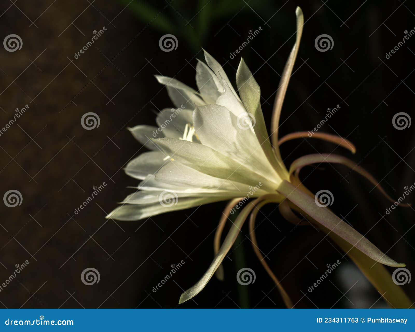 Grande Fleur Blanche De Reine De L'épiphyllum Nocturne Oxypetalum Image  stock - Image du saisonnier, pollen: 234311763