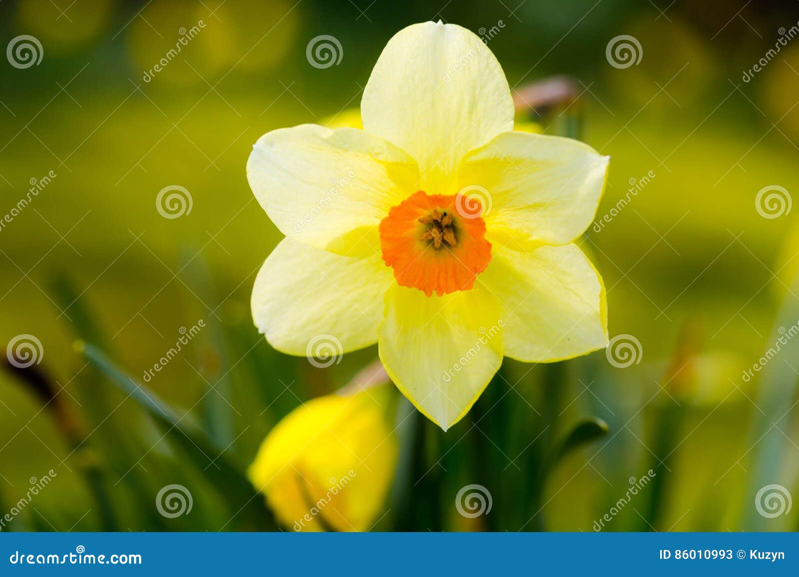 Grande Fleur Blanche Jaune De Jonquille De Narcisse De Jonquille Image  stock - Image du amour, croissance: 86010993