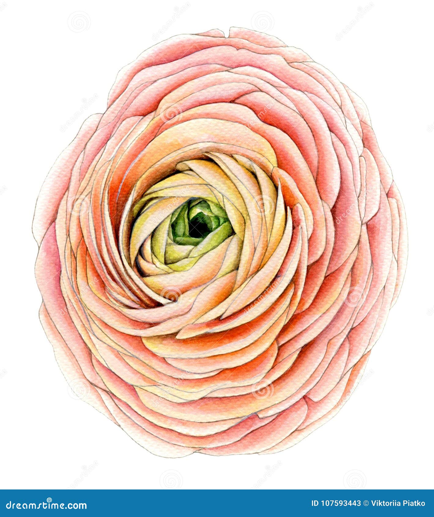 Grande fleur de ranunculus illustration stock. Illustration du mariage -  107593443