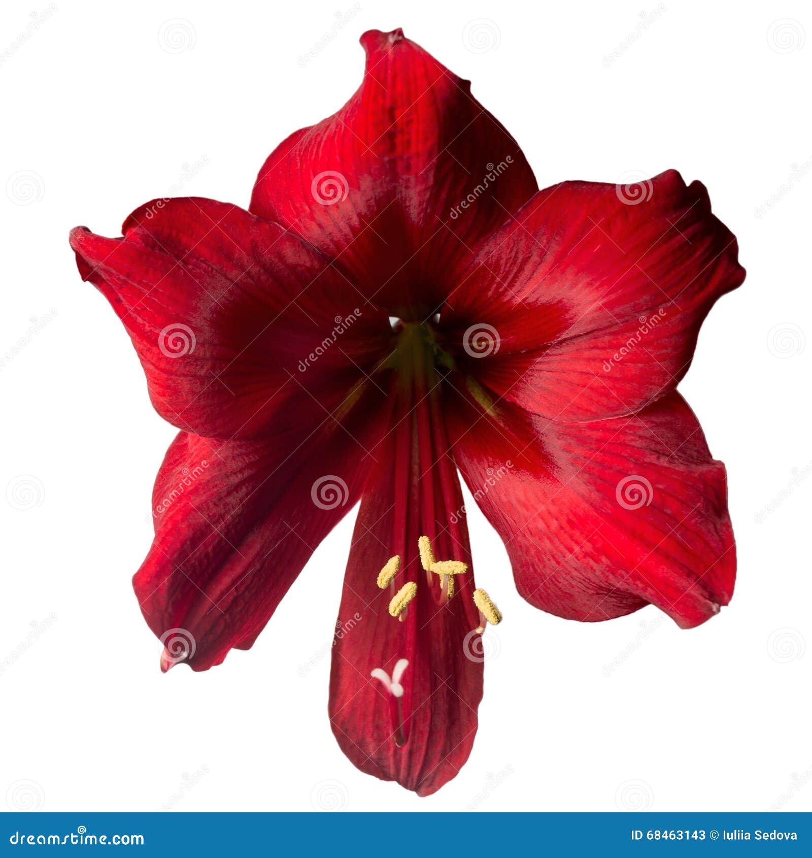 Grande Fleur Exotique Rouge Image stock - Image du exotique, fleur: 68463143