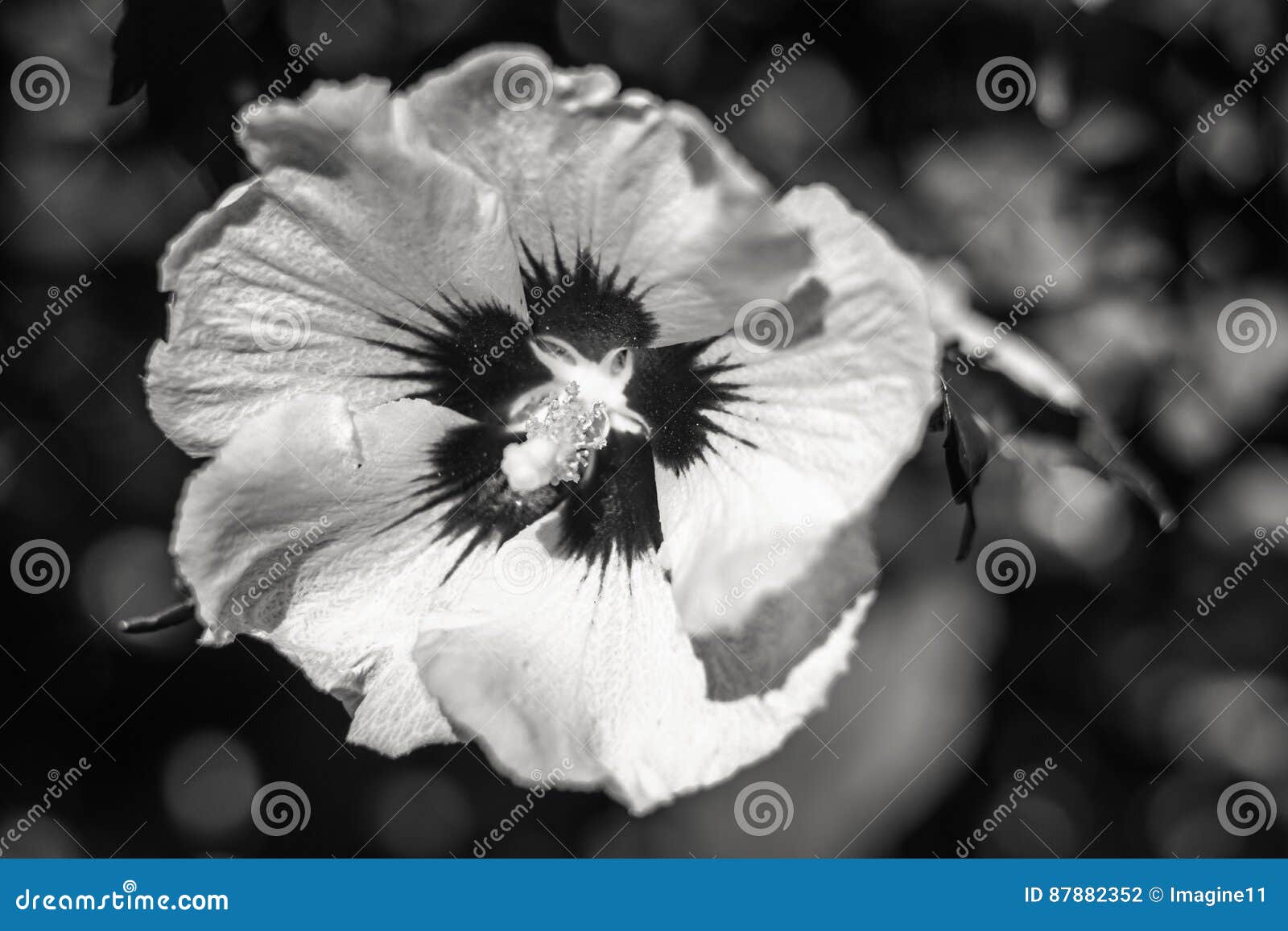 Grande Fleur Noire Et Blanche De Fleur Photo stock - Image du normal,  centrales: 87882352