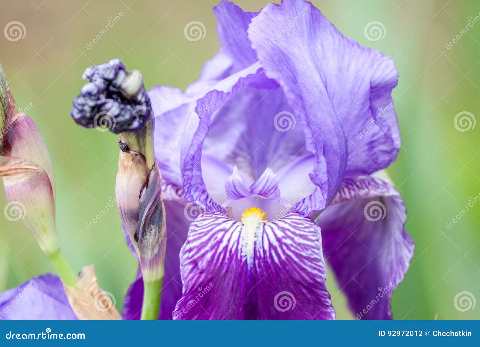 Grande Fleur Violette De Plan Rapproché Photo stock - Image du brouillé,  été: 92972012