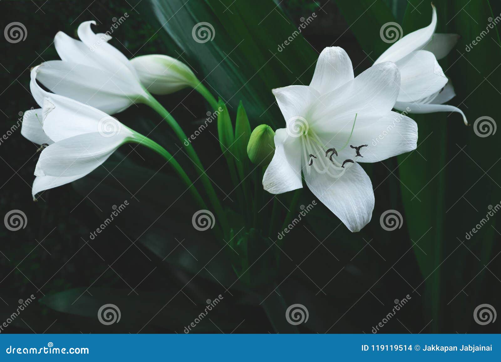 Grande Flor Branca Da Planta Tropical Foto de Stock - Imagem de jardim,  selva: 119119514