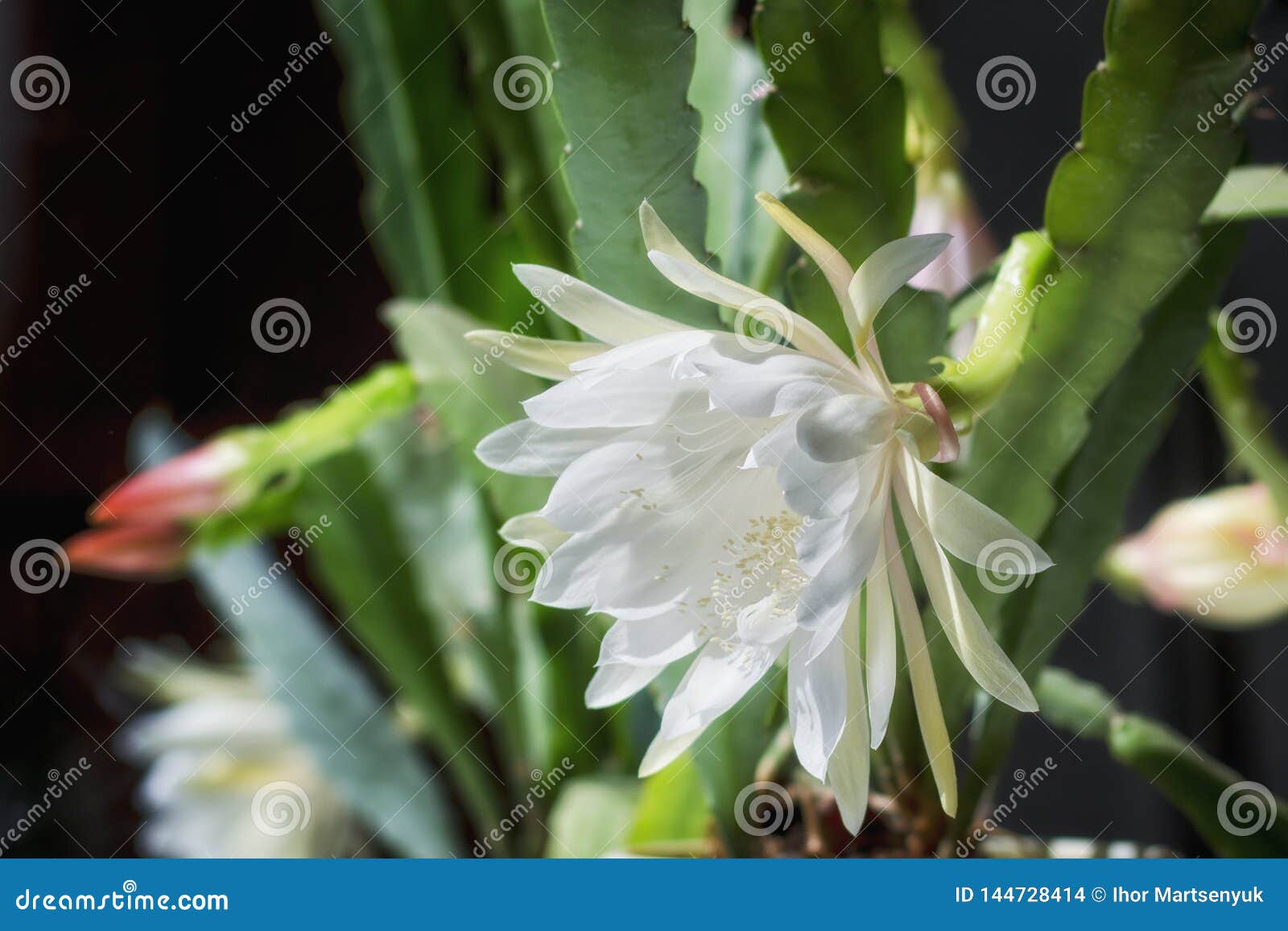 Grande Flor Branca De Epiphyllum Esta é Uma Planta Suculento, Cacto Foto de  Stock - Imagem de nave, floral: 144728414