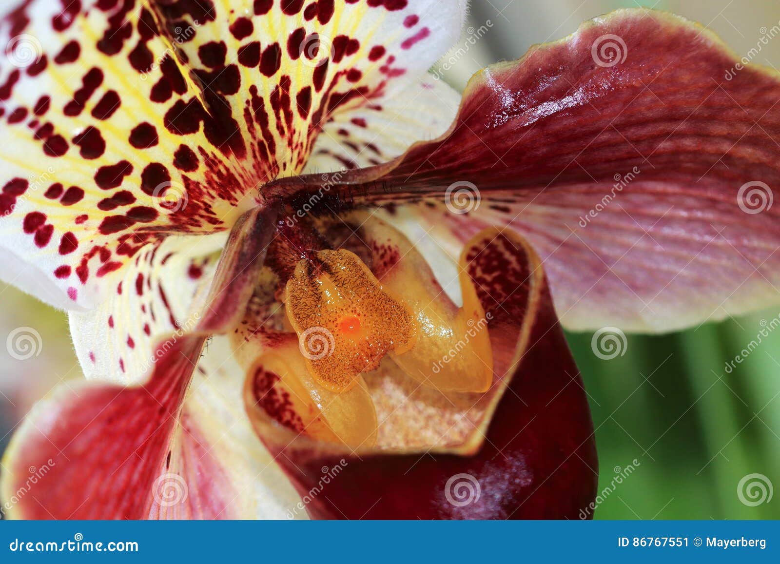 Grande flor da orquídea imagem de stock. Imagem de mola - 86767551
