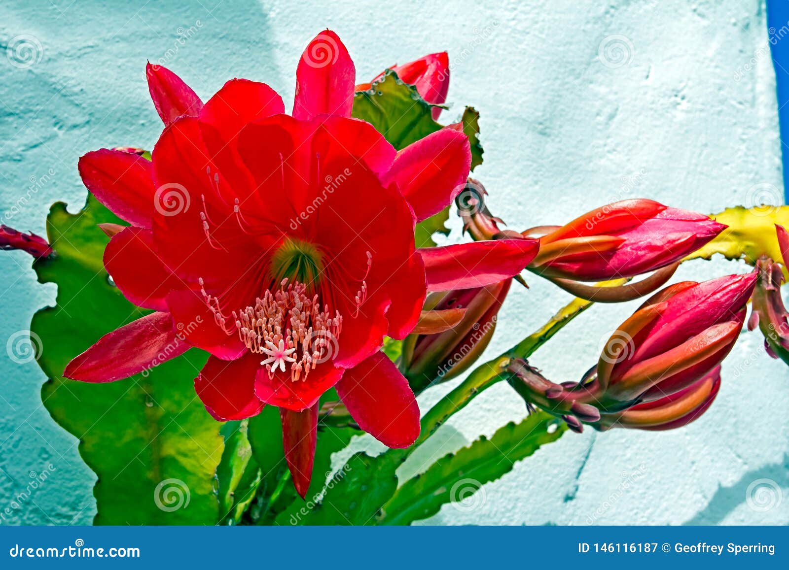 Grande Flor Vermelha No Cacto De Orquídea Vermelho Imagem de Stock - Imagem  de gomos, wildflower: 146116187